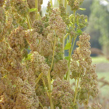 quinoa pianta 250-250.jpeg