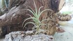 tillandsia-marconae