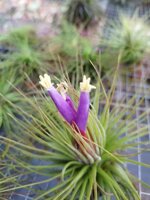 tillandsia-magnusiana