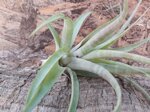 tillandsia-flexuosa