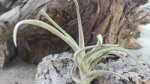 tillandsia-glabrior