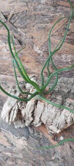 tillandsia-bulbosa