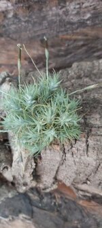 tillandsia-tricolepsis