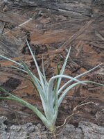 tillandsia-fresnilloensis