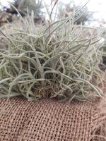 tillandsia-badensis