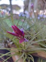 tillandsia-floribunda