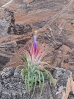 tillandsia-ionantha-huamelula