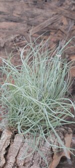 tillandsia-mallemonti