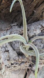 tillandsia-glabrior