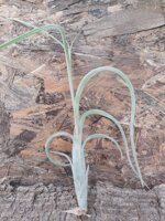 tillandsia-intermedia