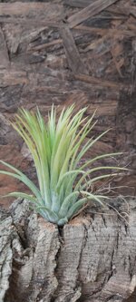 tillandsia-ionantha-druid