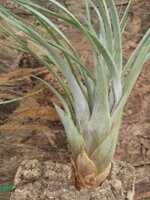 tillandsia-fasciculata