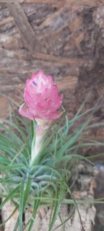tillandsia-stricta