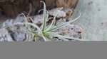 tillandsia-marconae