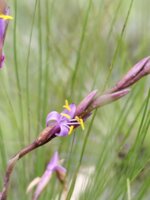 tillandsia-filifolia