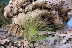 tillandsia-filifolia