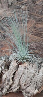 tillandsia-fucshii-v-gracilis