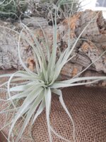 tillandsia-gardnerii