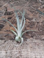 tillandsia-lorentziana