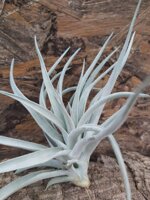 tillandsia-harrisii