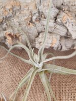 tillandsia-lepidosepala