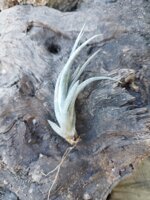 tillandsia-pueblensis