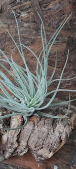 tillandsia-velickiana-oaxacana