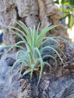 tillandsia-ionantha-curly-leaf