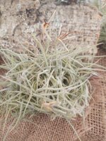 tillandsia-badensis