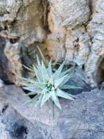 tillandsia-ionantha-vanhyningii