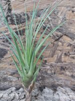 tillandsia-tricolor-melanocrater