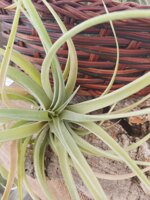 tillandsia-capitata-peach