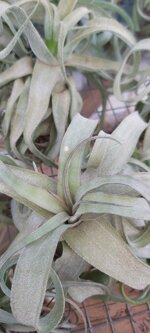 tillandsia-streptophylla