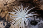 tillandsia-tectorum-v-snow