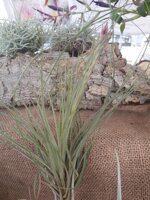 tillandsia-floribunda