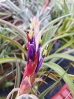 tillandsia-harrisii