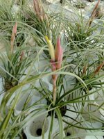 tillandsia-rectifolia