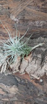 tillandsia-heteromorpha