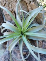 tillandsia-firestorm