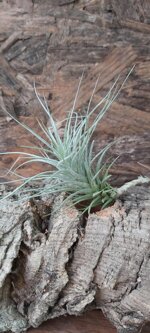 tillandsia-heteromorpha