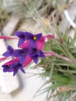tillandsia-aeranthos