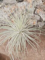 tillandsia-magnusiana