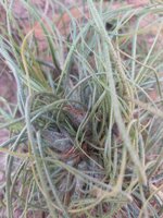 tillandsia-butzii-clump