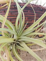 tillandsia-capitata-peach