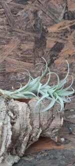tillandsia-nana