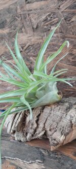 tillandsia-brachycaulos-vabdida