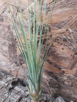 tillandsia-juncifolia