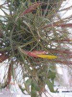 tillandsia-schiedeana
