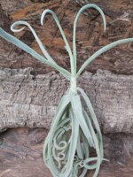 tillandsia-duratii