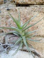 tillandsia-aeranthos